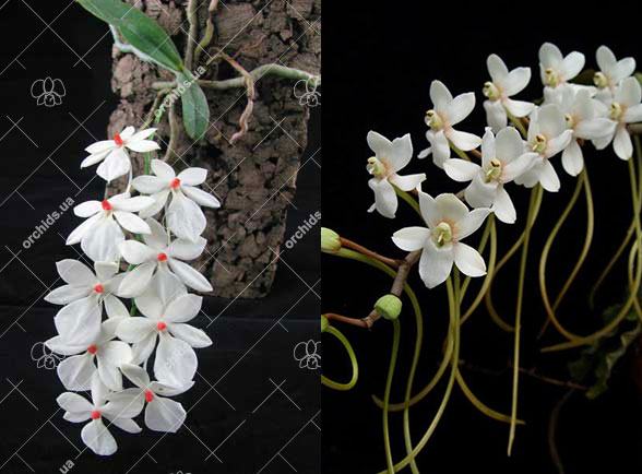Aerangis rhodosticta x somalensis