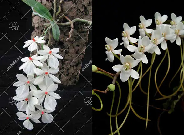 Aerangis rhodosticta x somalensis