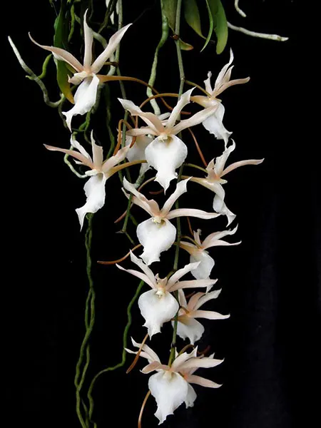 Eurychone galeandrae x  Aerangis kotschyana