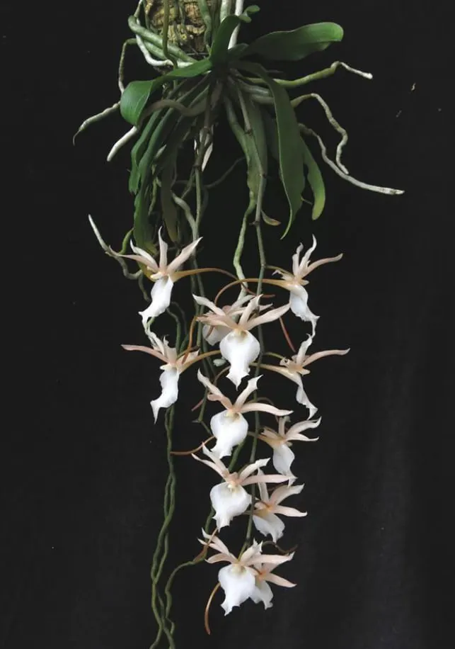 Eurychone galeandrae x  Aerangis kotschyana