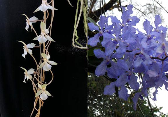 Aerangis kotschyana x Vanda coerulea