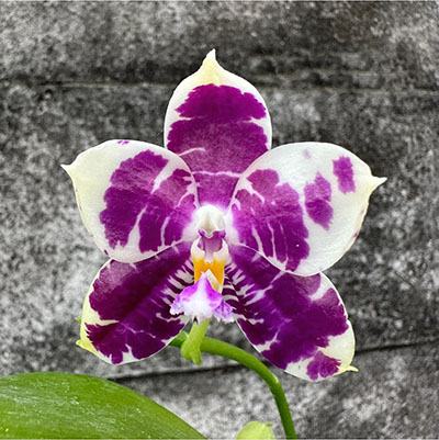 Phalaenopsis Lyndon Mix Zebra '278'