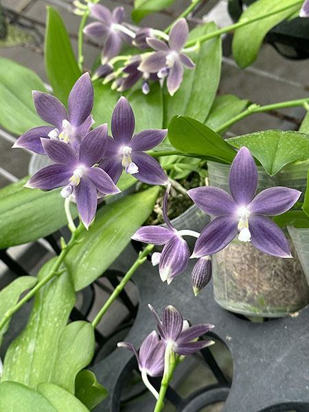 Phalaenopsis speciosa 'Purple Mountain'