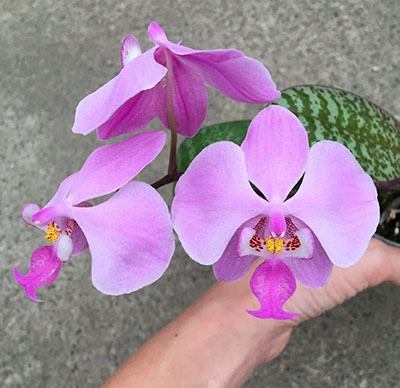 Phalaenopsis schilleriana (Mei)