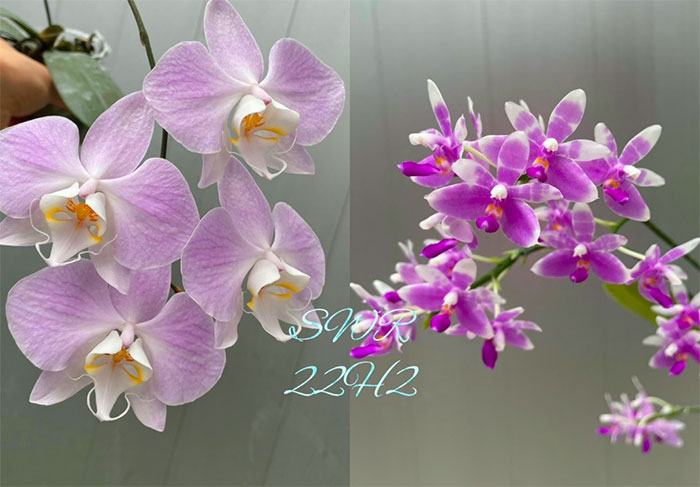 Phalaenopsis sanderiana x modesta