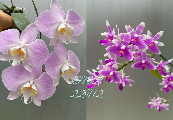 Phalaenopsis sanderiana x modesta