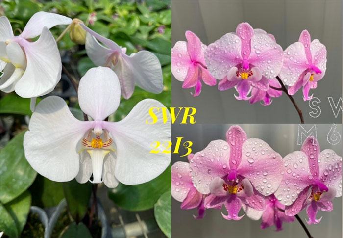 Phalaenopsis amabilis Surabaya x schilleriana 'M606'