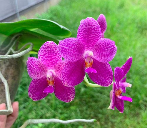 Phalaenopsis Mok Choi Yew 'M448' (MC)