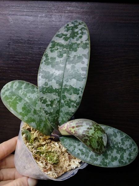 Phalaenopsis schilleriana 'TKP' x sib