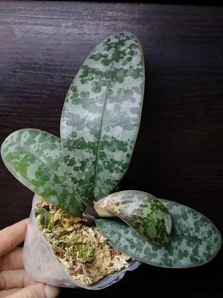 Phalaenopsis schilleriana 'TKP' x sib