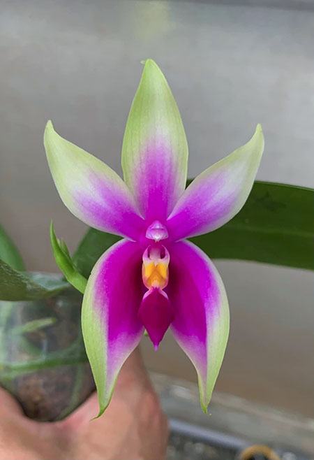 Phalaenopsis bellina 'Fire Shape' (MC)