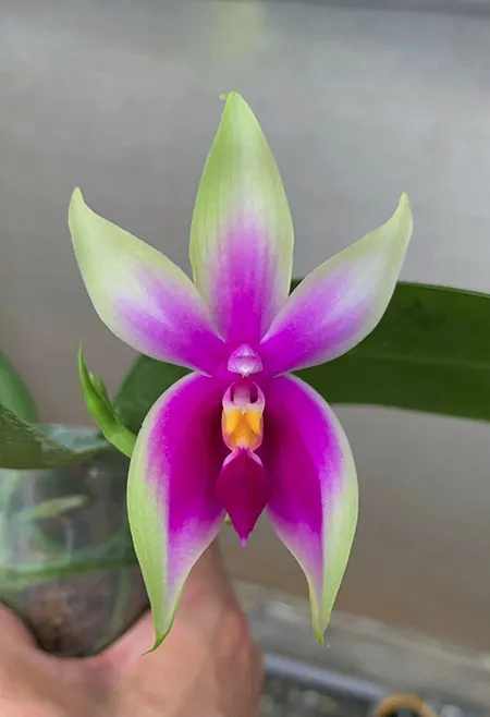 Phalaenopsis bellina 'Fire Shape' (MC)