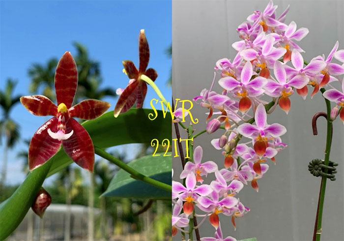 Phalaenopsis Meen Estrella x equestris