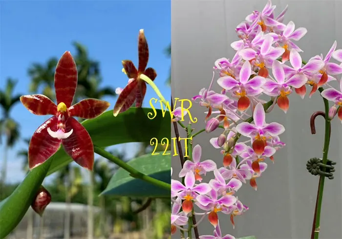 Phalaenopsis Meen Estrella x equestris