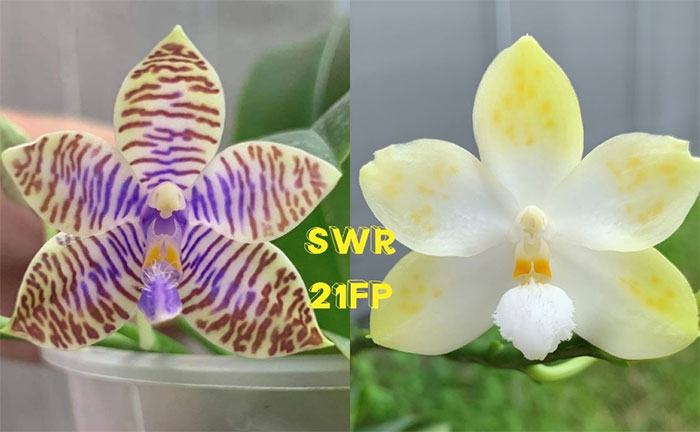 Phalaenopsis lueddemanniana f coerulea x Tzu Chiang Tetralitz 'Flava'