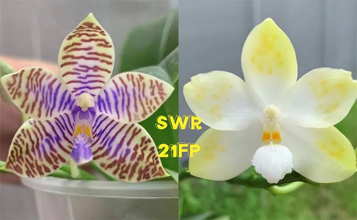 Phalaenopsis lueddemanniana f coerulea x Tzu Chiang Tetralitz 'Flava'