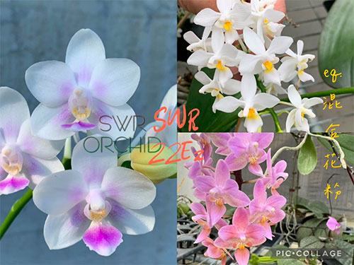 Phalaenopsis SWR Snowflake x equestris 'alba'