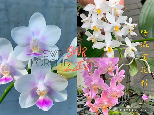 Phalaenopsis SWR Snowflake x equestris 'alba'