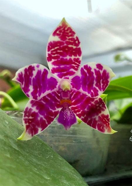 Phalaenopsis lueddemanniana (Leyte type) x sib