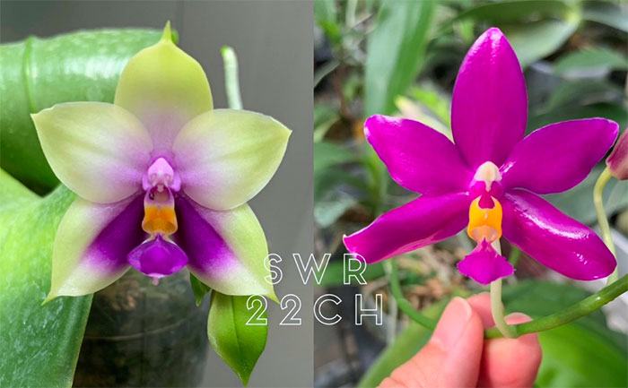 Phalaenopsis bellina 'Blue' x pulchra