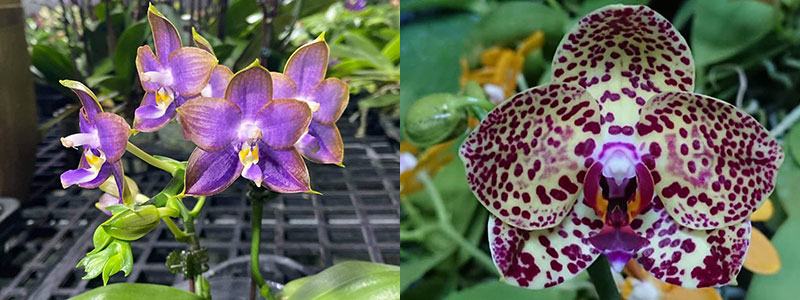 Phalaenopsis Mituo Reflex Dragon 'Blue Ring' x Mituo Sunrise 'Angel Rose'