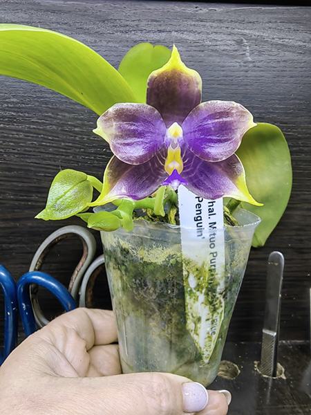 Phalaenopsis Mituo Purple Dragon 'Blue Penguin'