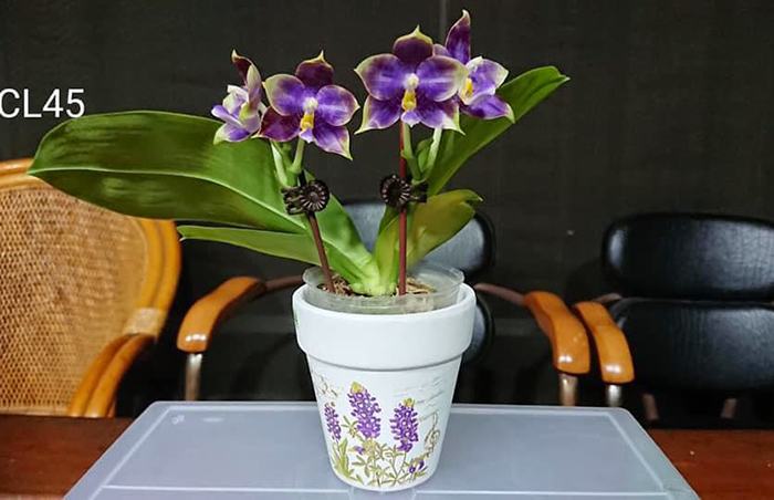 Phalaenopsis Mituo Purple Dragon 'Blue Penguin'
