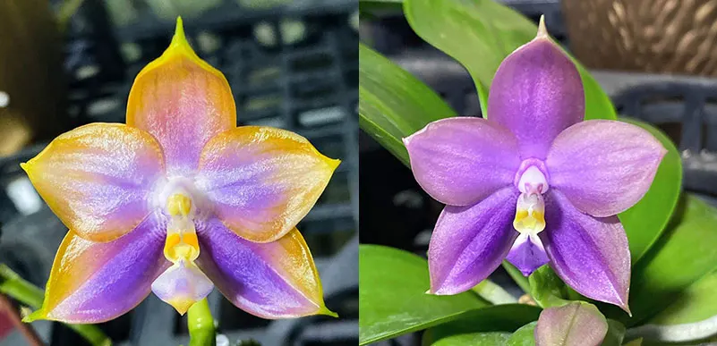 Phalaenopsis Mituo Reflex Dragon 'Blue -2' x Mituo Blue Bear 'Mituo # B1'
