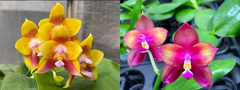Phalaenopsis Mituo Gelb Eagle 'Y-2' x Mituo Love 'Rainbow-520'