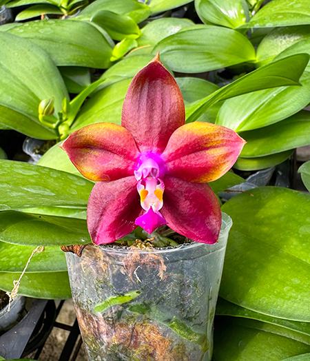 Phalaenopsis Mituo Obsidian 'Three Headed Dog'