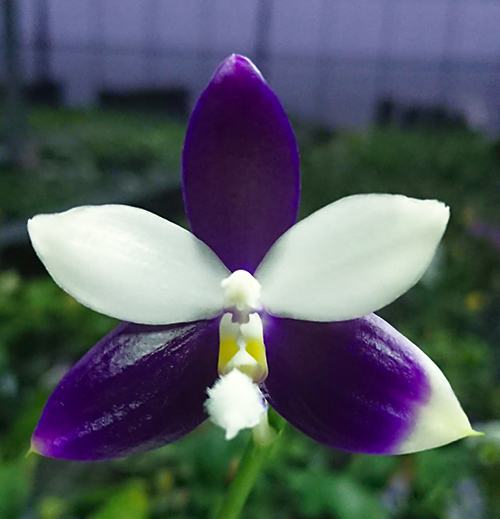 Phalaenopsis Lioulin Blue Jenny