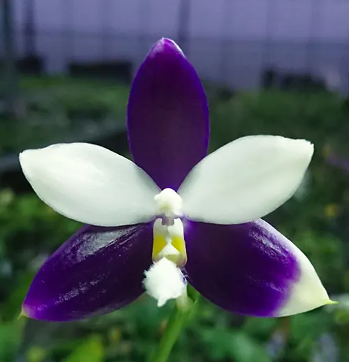 Phalaenopsis Lioulin Blue Jenny