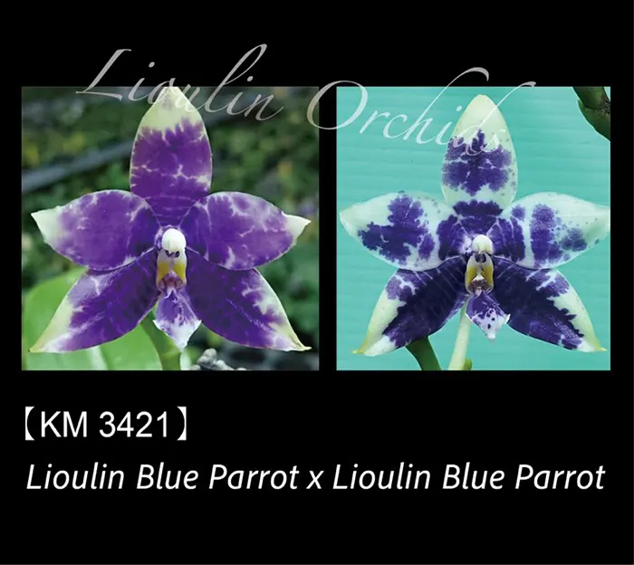 Phalaenopsis Lioulin Blue Parrot x Lioulin Blue Parrot (3421)