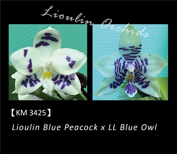 Phalaenopsis Lioulin Blue Peacock x LL Blue Owl (3425)