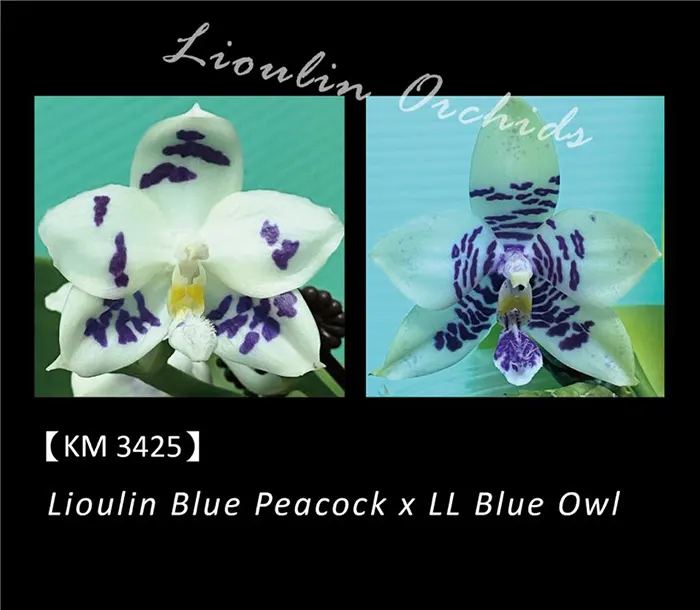 Phalaenopsis Lioulin Blue Peacock x LL Blue Owl (3425)