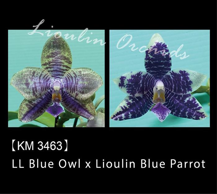 Phalaenopsis LL Blue Owl x Lioulin Blue Parrot (3463)