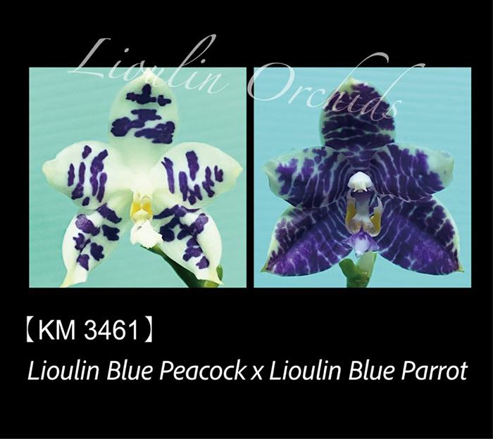 Phalaenopsis Lioulin Blue Peacock x Lioulin Blue Parrot (3461)