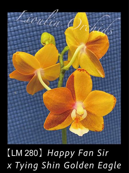 Phalaenopsis Happy Fan Sir x Tying Shin Golden Eagle (LM280)