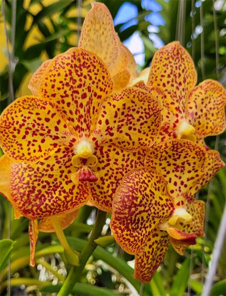 Vanda Kulwadee Fragrance x Suksamran Spots No 63