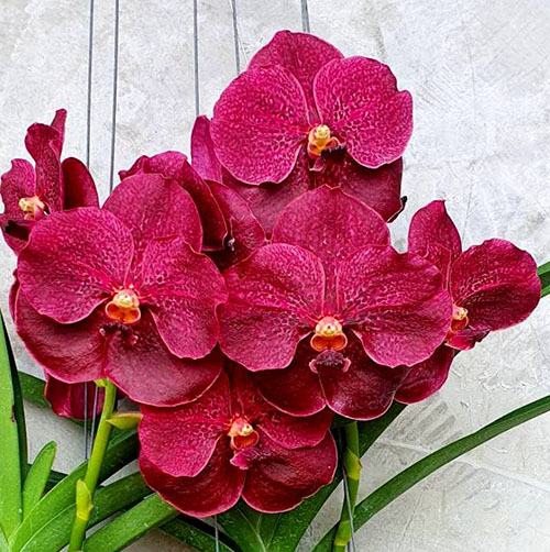 Vanda Mem Ted Carter 'Burgandy'