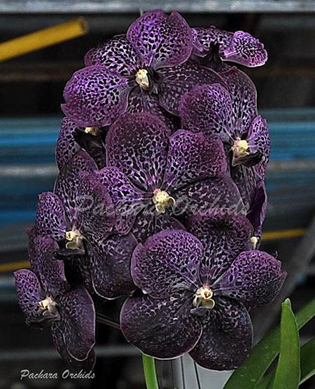 Vanda Gracie 's Heartthorb