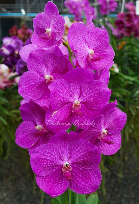 Vanda Pachara Rosa Diamond