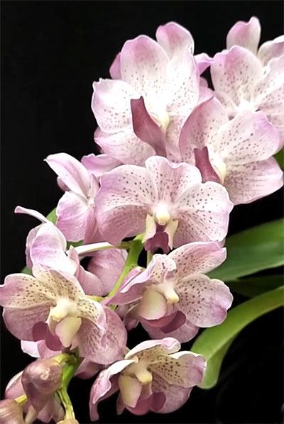 Aeridovanda Joyce Esernia