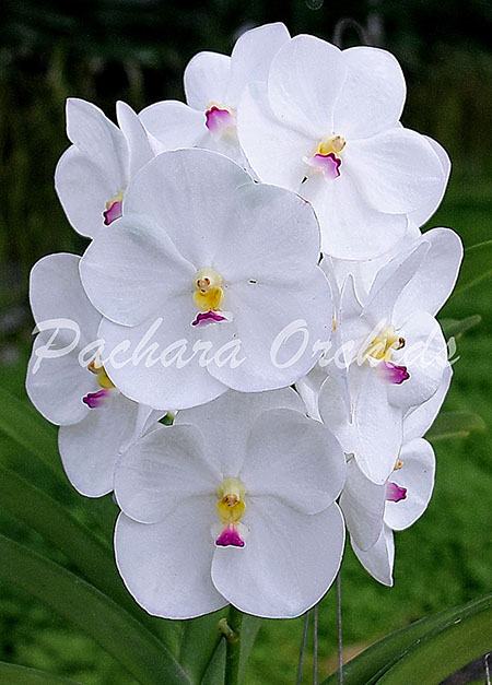 Vanda MuangThong
