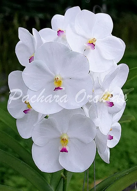 Vanda MuangThong