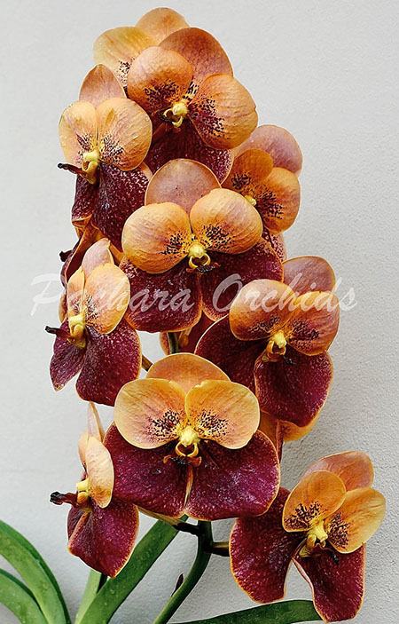 Vanda Taveesuksa x Vivien x Sankampaeng No 458