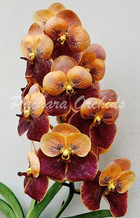 Vanda Taveesuksa x Vivien x Sankampaeng No 458