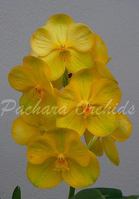 Vanda Kultana Gold x Charles Goodfellow