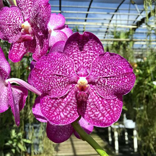 Vanda Noppadol Delight
