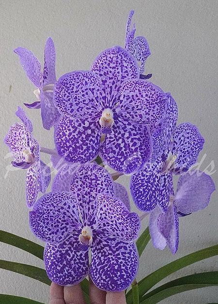 Vanda Yano Blue 'Ploenpit'